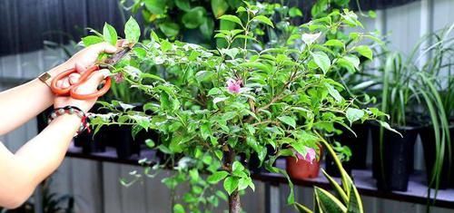  修剪|需要冬剪的4种花，下手要分轻重，不然熬不过冬