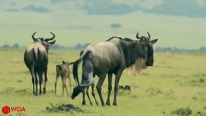 妈妈|顺产明明是最高级别的痛,为何妈妈都能撑过去?原来身体如此奇妙