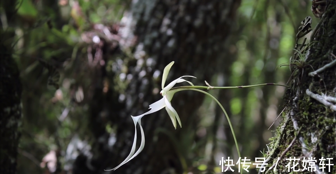 鬼兰|世界上最贵的花朵，一朵价值1500万，知道这是什么花吗？