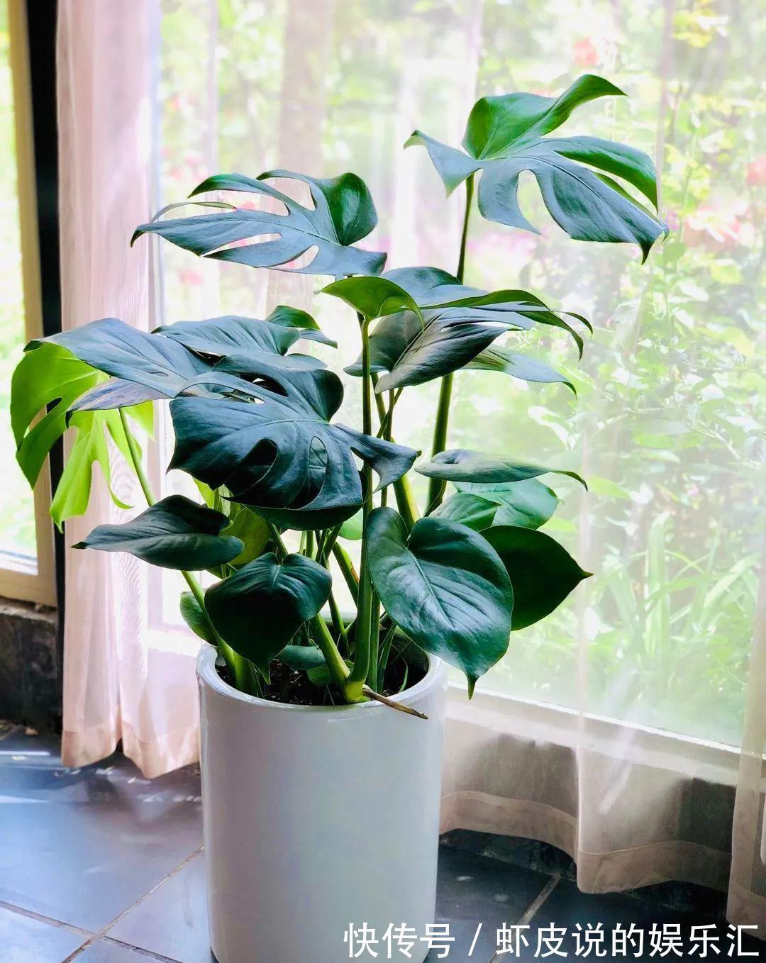 植物|7种“懒人花”，漂亮又好养，客厅养一盆，大气吉祥，养人又旺家