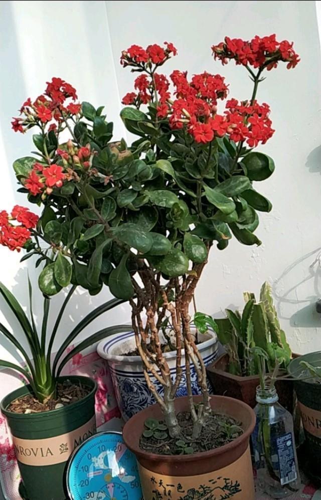 长寿花|天气冷，六种花要干养，少水多晒才健壮，养成老桩更旺家