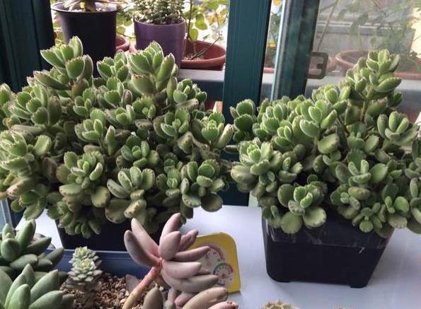 养殖多肉熊童子，盆栽谨记''3重点''，枝繁叶茂、爪子上色快