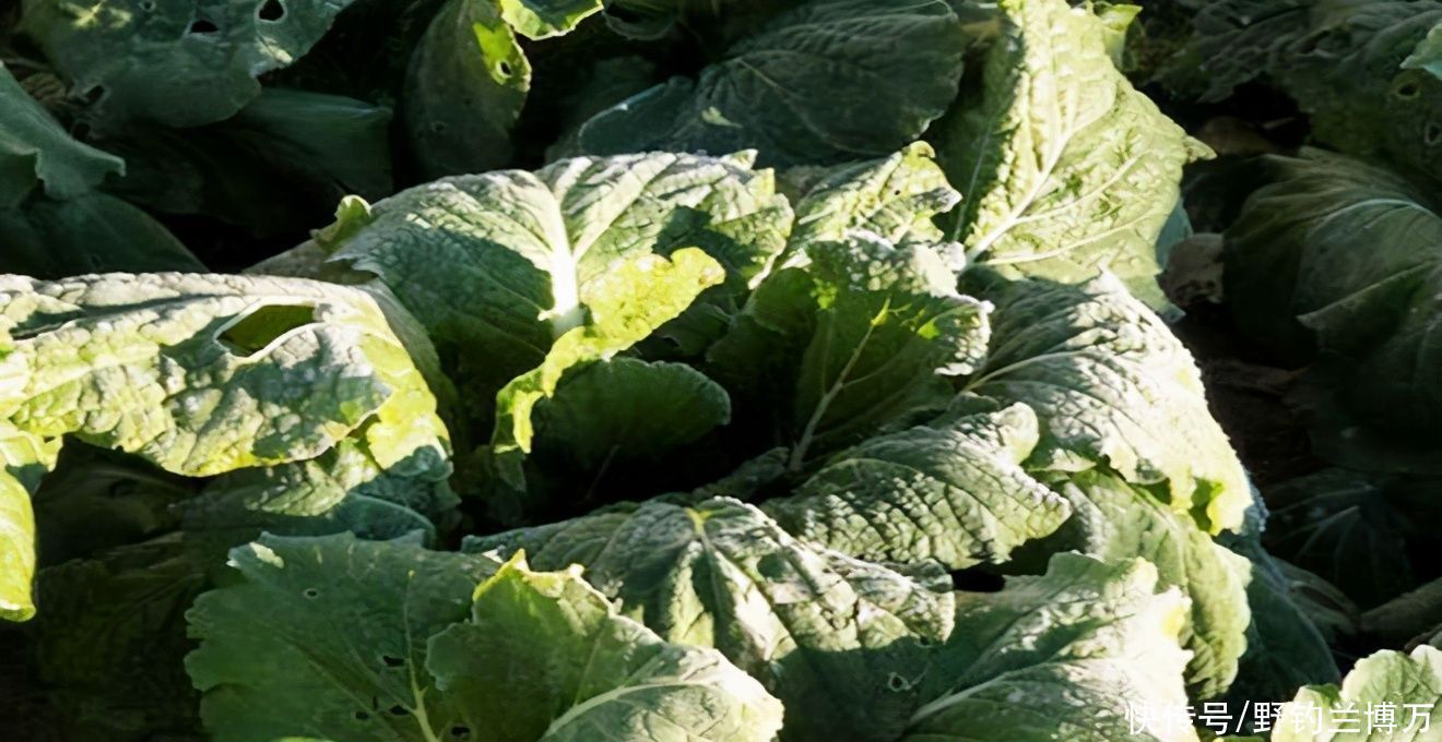 钓不到鱼,拉走别人一车白菜,好个钓鱼不走空