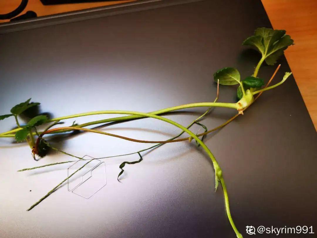 嫩苗|7种花养老桩不好,多扦插、养嫩苗,才能年年开花