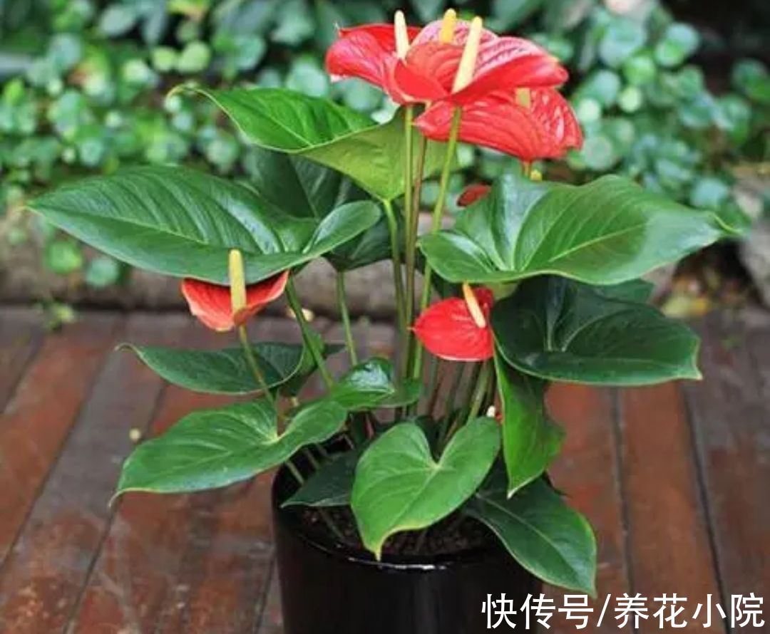 花卉|7种喜阴花，不能放在阳光下直晒，难怪容易出现黄叶枯萎