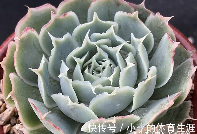 蓝丝绒可爱又好养,叶片有褶皱和透明的冰边,但它并非月影系多肉