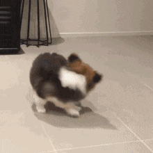 |搞笑GIF:只要你舍得下血本,就没有追不到的女神