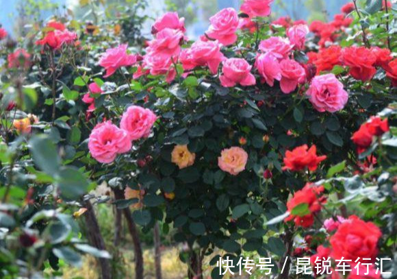 砧木|花开像月季,易爆花,-20℃冻不死,好养活不生病,比桂花香10倍
