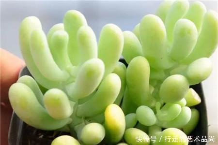 多肉十大美人,太阳一晒脸就红,胖成球的最好看!