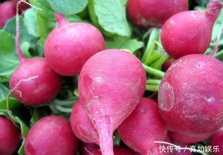 白萝卜青萝卜红萝卜区别大,营养做法都不同,不懂别乱吃了