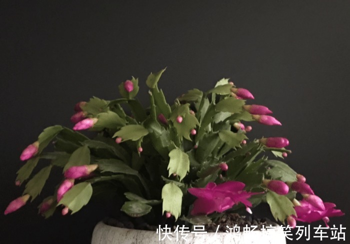 浇水|家里有此7种花，少浇水不能晒，天热要休眠早看早知道