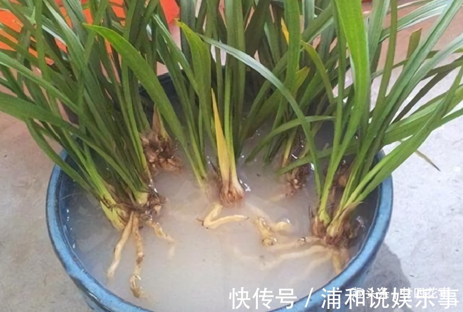网购兰花服盆难,关键在于上盆前,简单4步服盆快,不僵苗发芽多