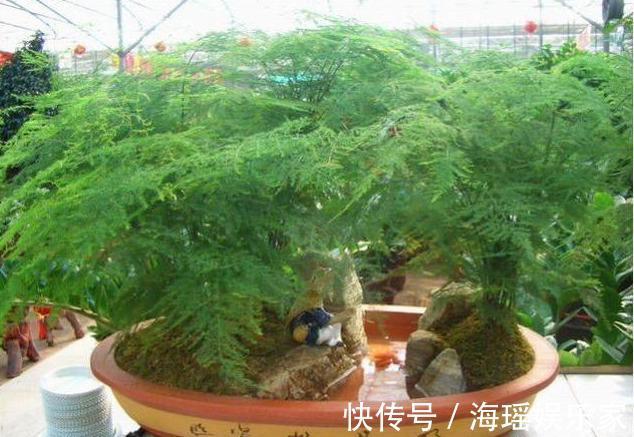 神器|文竹盆土里插个“神器”，盆土状况一目了然，变成茂密“小森林”