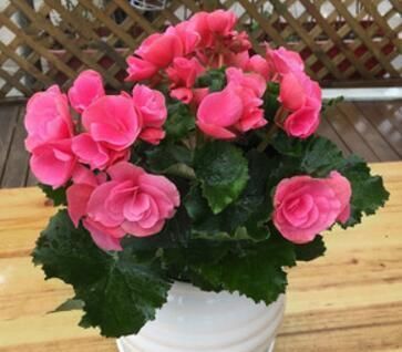 疏松|“万能水”浇花,盆土疏松不板结,10年不用换盆也能疯长