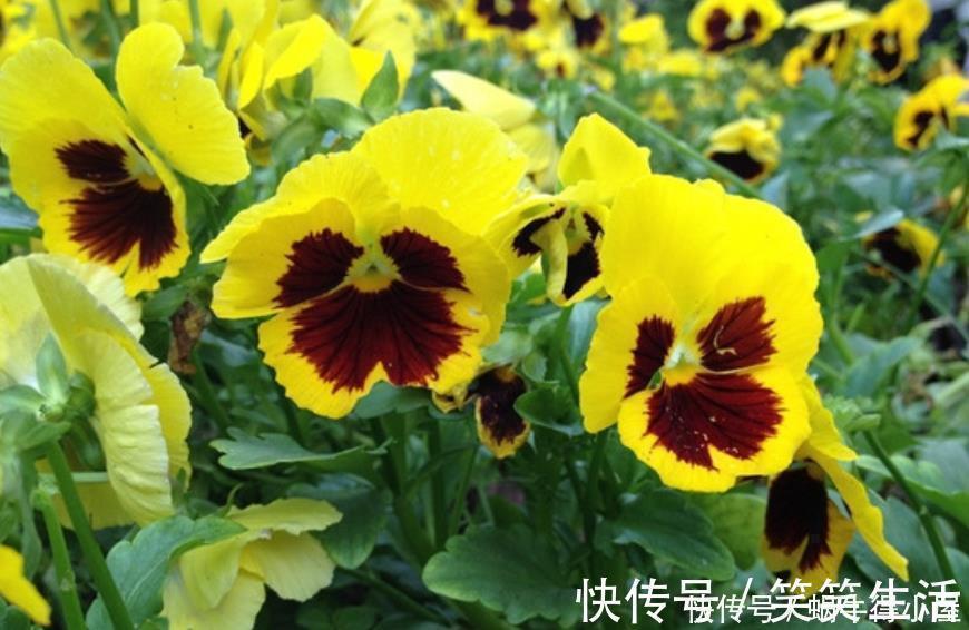 谁见了都喜欢的4种花，好养又漂亮，开起花来拦不住，美不胜收