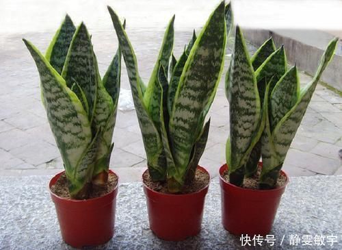 4种盆栽绿植,在家养一盆,空气清新,家里干干净净