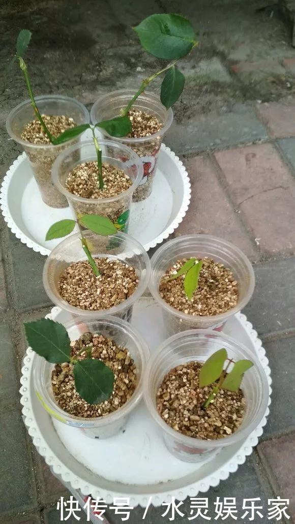 路边一堆“名贵花”,丢人也要捡,捡回家养2个月就开花!