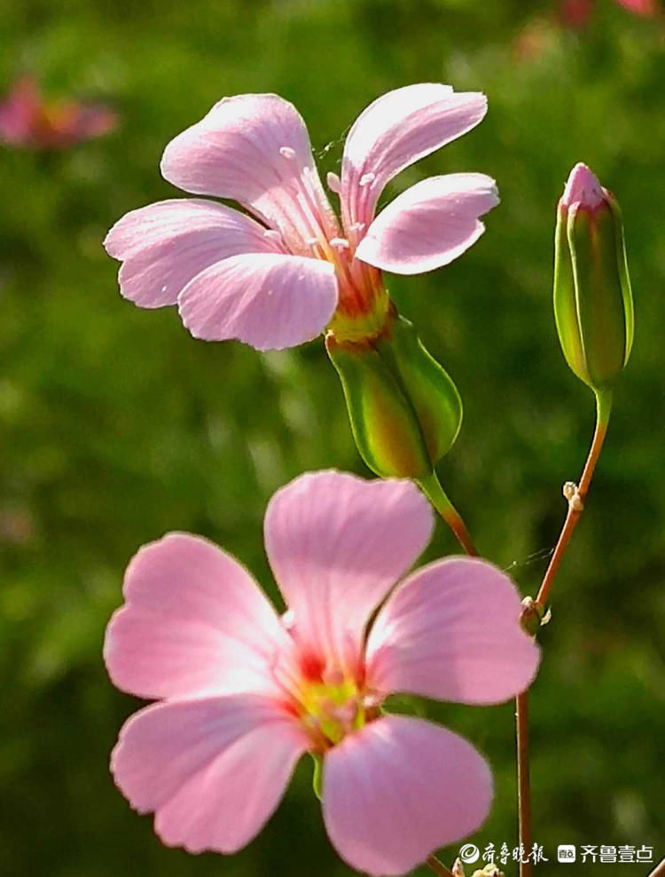 这种长得像瓶子的小花名叫王不留行，你认识吗？|花开齐鲁| 壹粉