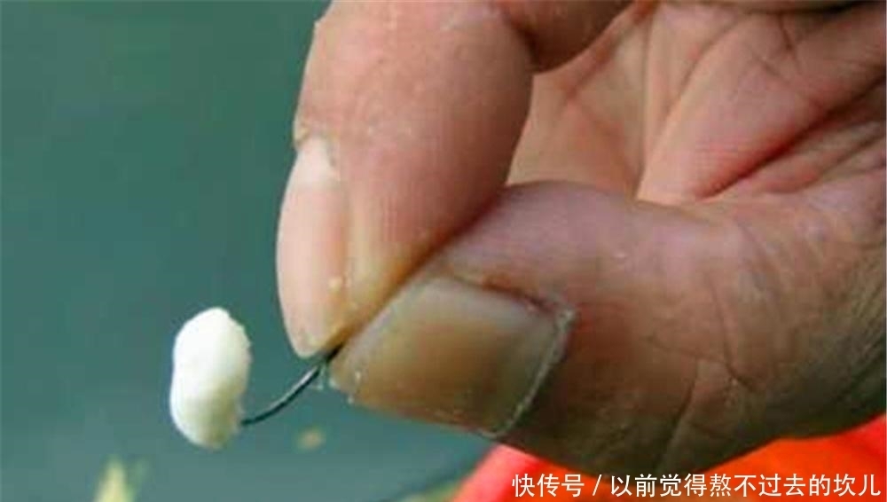 春钓大板鲫,饵料使用蚕豆粉就很好,这可是钓鲫鱼的“素饵之王”