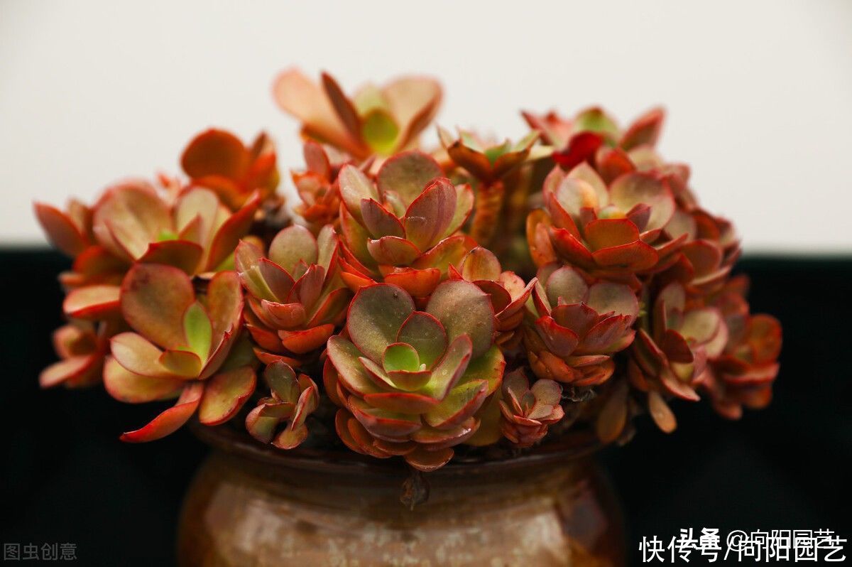 气温开始回升，抓紧把肉肉的根给养好了，根系饱满，安全度夏