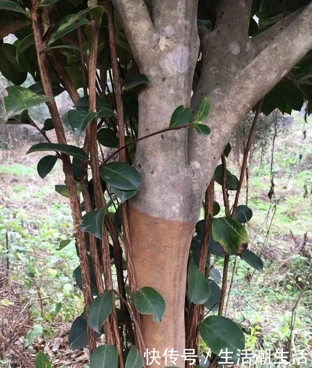 50年的桂花树,卖了5万块钱,大家觉得值吗!