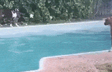 |搞笑GIF:你永远不知道 女生为了减肥对自己有多狠