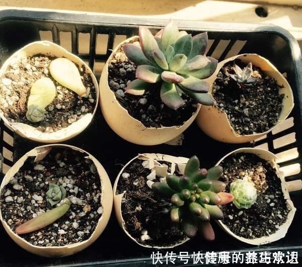 种植|鸡蛋壳如何变成养花肥料,只需要两个步骤,就能轻松种植!