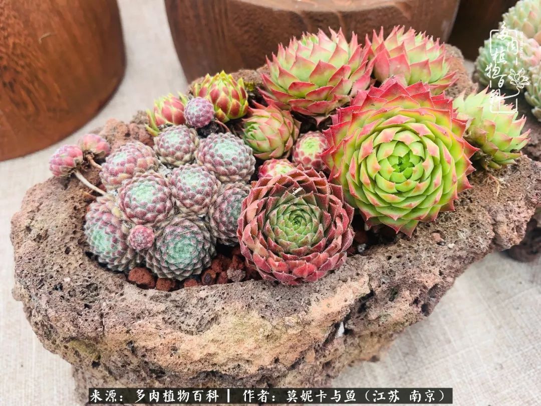 这多肉拼盘这么仙!如何制作达人手把手教你制作长生草拼盘!