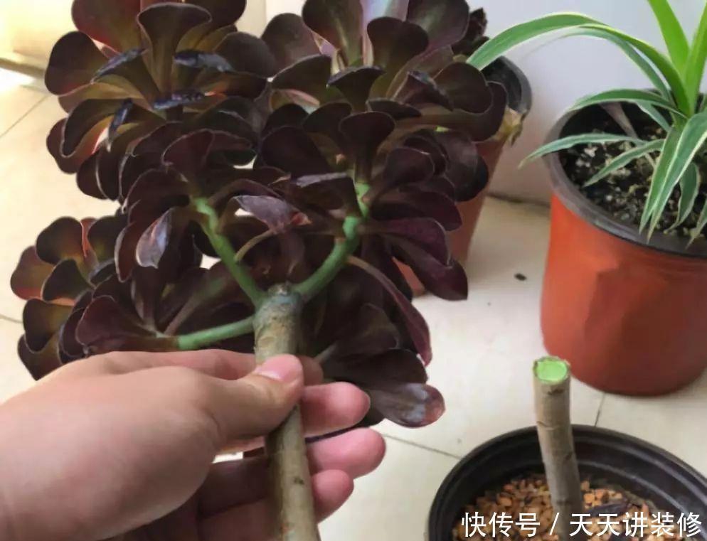 多肉植物黑法师怎么砍头，砍头后一株变多株