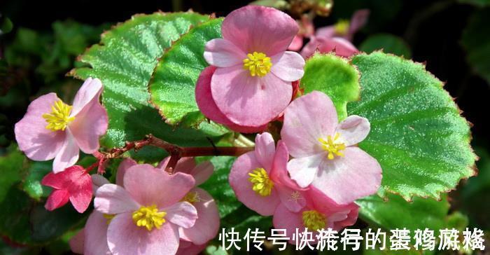 养花试试这几款,香气四溢,绿树白花,格外清新可爱