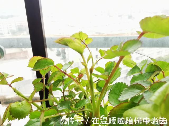 养花技巧公认难养的3种花,高手用经验告诉你,怎样快速开花