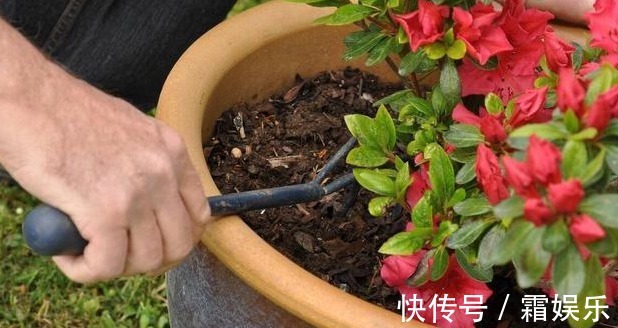 修剪|喜欢养花,先戒掉7个坏习惯,不然啥花也养不好,你占了几个