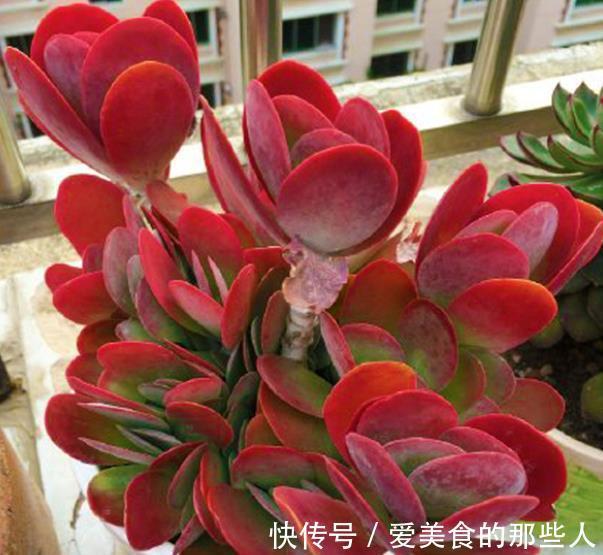 立冬过后,6种多肉赶紧搬进室内保暖,不然容易冻伤剩个空盆