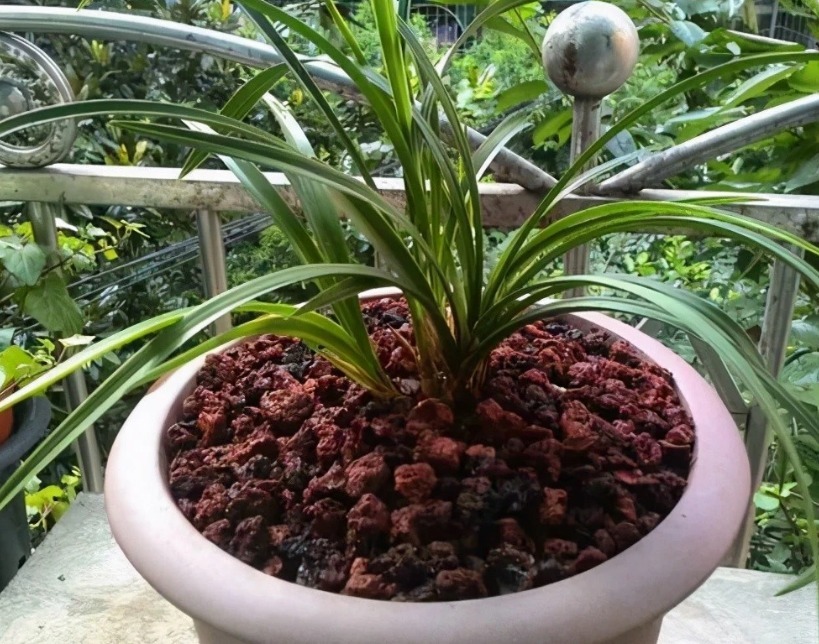 换盆加点坚果壳,提前这么弄,养花土变排水性好,肥力十足