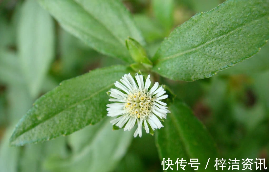 野生植物|农村里常见得一种野草，不仅能够凉血止血，还对心脑血管也有效用