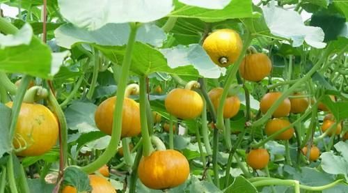  身体|女性到了中年 ，3种食物离不开，排毒养颜，滋补身体