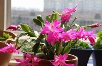 养蟹爪兰,就在盆里加“它”,轻轻松松开成花海,爆盆不是梦!