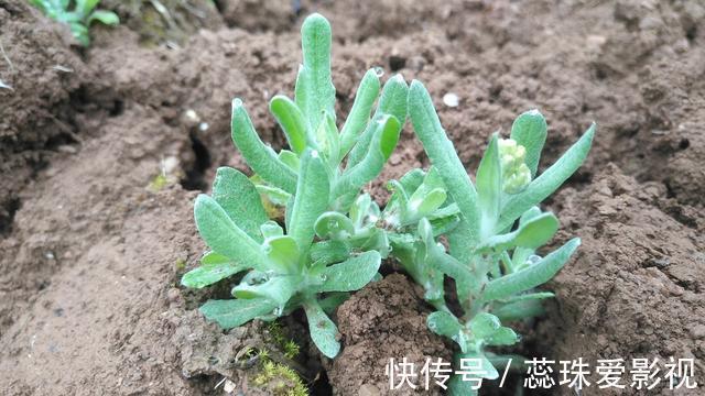 中医界|这种路边常见的野草,却是中医界的“宝”,清肺止咳、降压有奇效