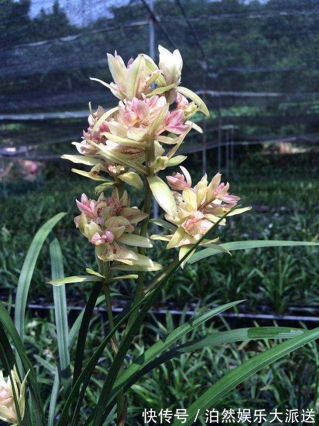 魁首|它是兰花的魁首,花型少见颜值高,曾经价格昂贵,现在走进百姓家