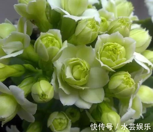 绿巴黎|最有仙气的花卉,号称爆盆小能手,花名浪漫,花色珍稀,四季开花