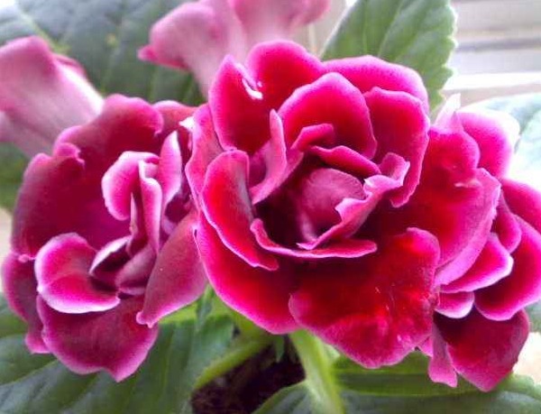 此“阴暗花”,暗光也能旺,花开似玫瑰,比牡丹更好养,开150天