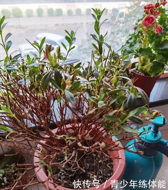 花市大捡漏，10种花现在买特合适，养一养就爆盆！