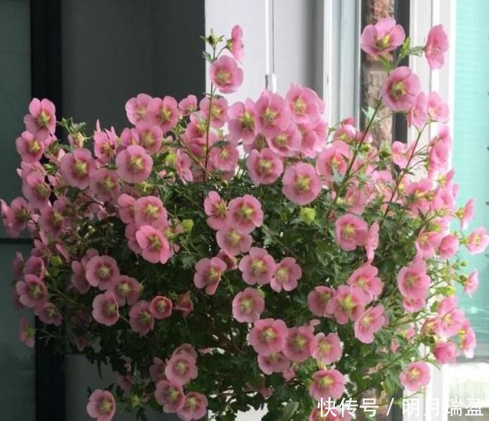 3种漂亮花,家里养一盆最合适,一开就是300多天,开花漂亮花期长