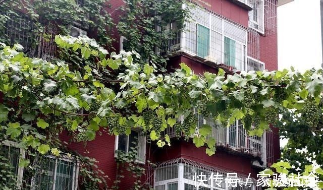 家有小院子,不要错过“3种果树”,寓意好,能观赏,还能摘果子