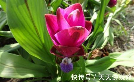 姜荷花|姜荷花这样养护，花朵又大又艳丽，单朵开足60天，年年都复花