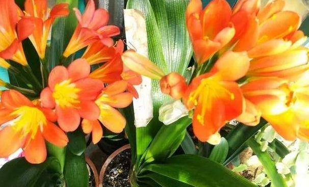 养花就浇5种水,养分足,防病害,啥花都喜欢,你用过吗