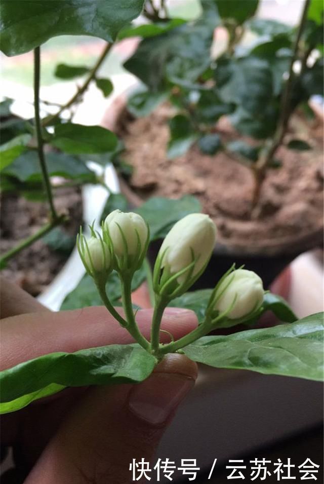 养茉莉花,掌握这5个“小窍门”,一年能开四岔花,简直是“开花机器”