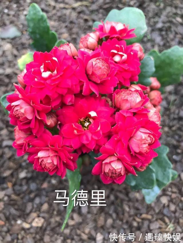 长寿花17个品种，个个都是爆花机器，谁见了都夸！