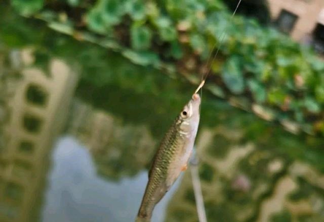 鱼盲钓了一百多条小草鱼,回家准备养起来,却成了村里的笑话