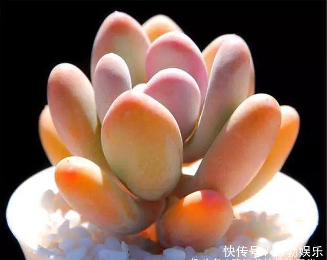 多肉中的“美人系列”，这10种是代表，养护简单颜值高，适合新手